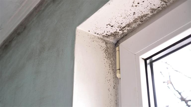 Humidité, moisissure, odeur : Que doit-on vérifier avant l’achat ou la location d’un logement ?
